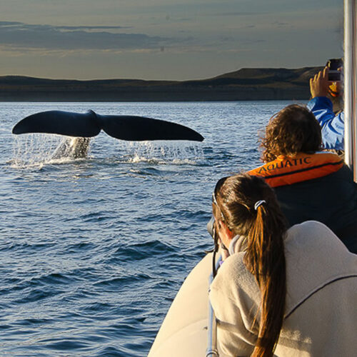 Avistaje embarcado de ballenas by Animal travel