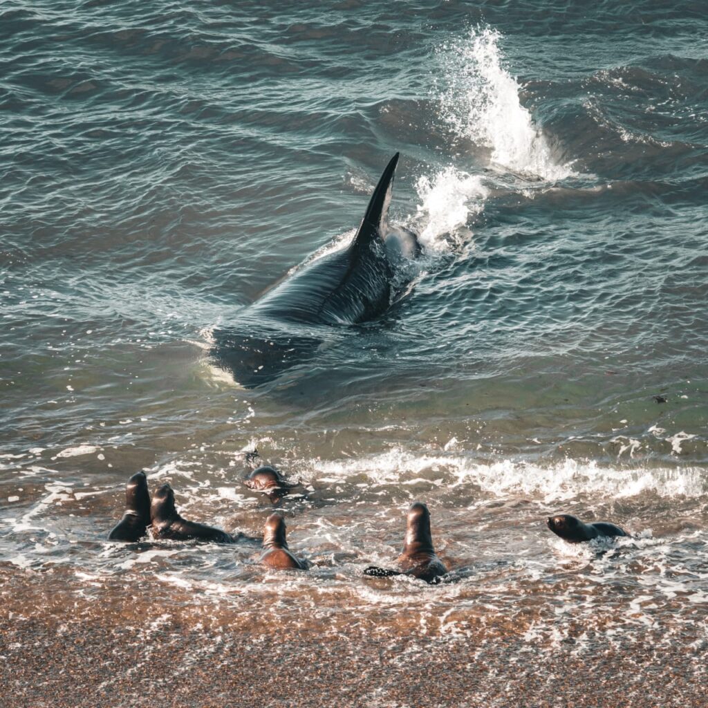 Orcas en Punta Norte/Caleta Valdes