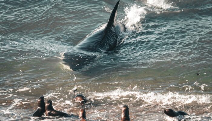Orcas en Punta Norte/Caleta Valdes