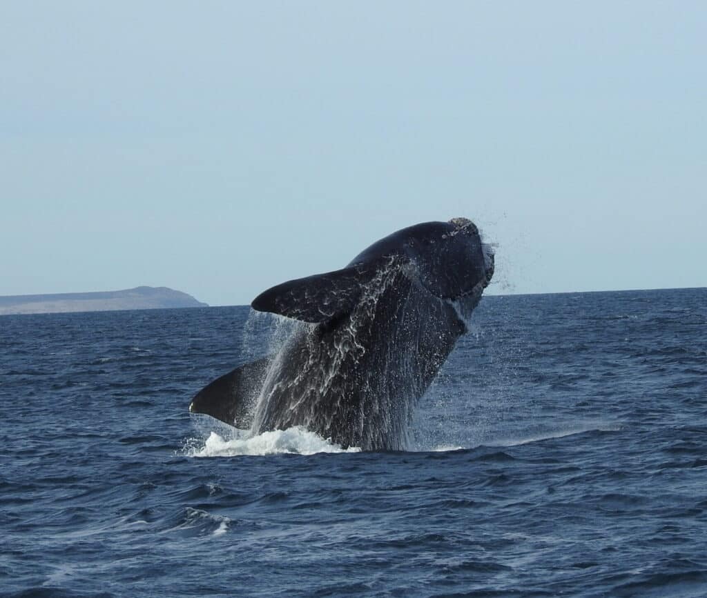 Sólo Ballenas full day