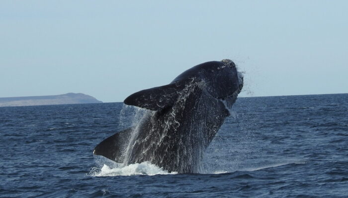 Sólo Ballenas full day