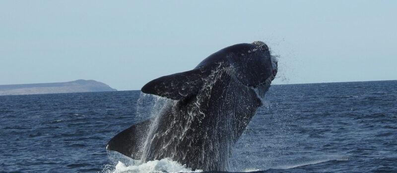 SOLO BALLENAS