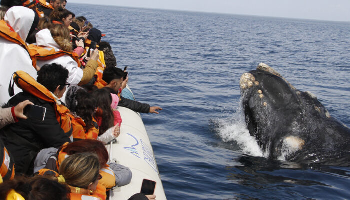 Avistaje de Ballenas Tradicional