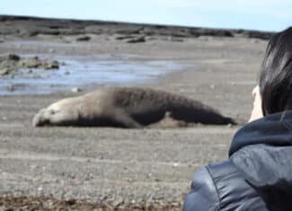 Isla Escondida con Delfín Patagónico