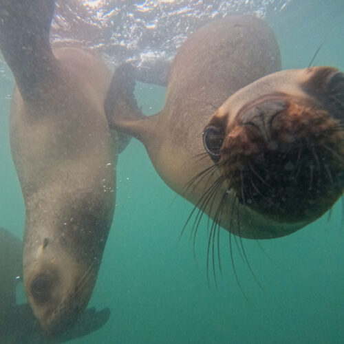 Snorkeling con lobos marinos - Image 6