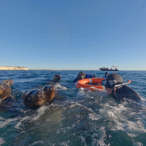 Snorkeling con lobos marinos - Image 5