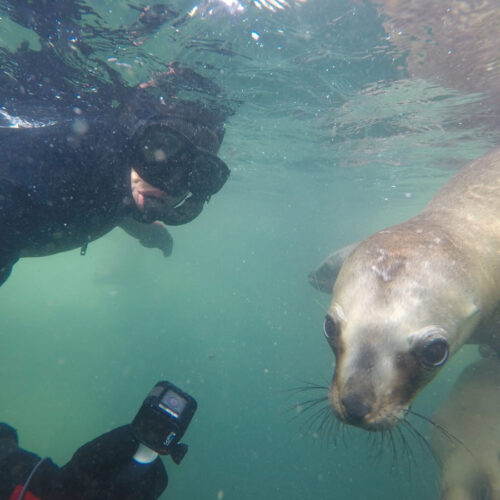 Snorkeling con lobos marinos - Image 3