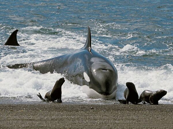 Vigilia de orcas