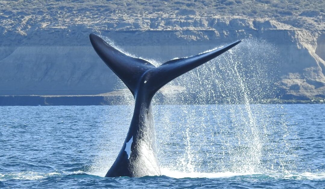 ballena en Península Valdés