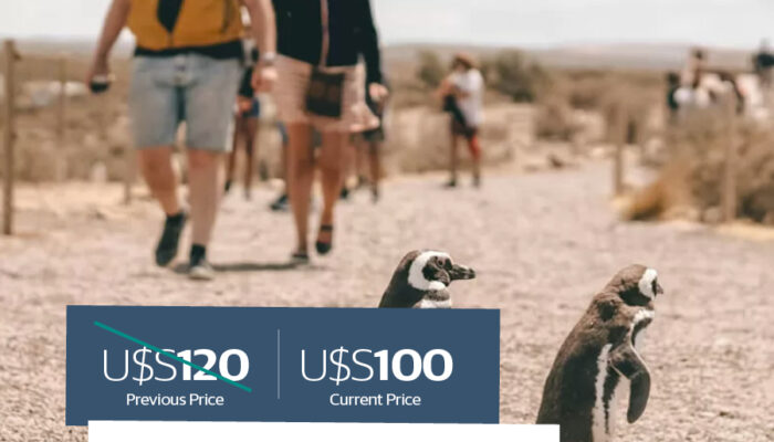 Punta Tombo + Madryn Citytour. Shore tours