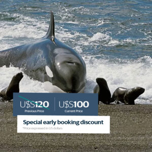 Península Valdés + Madryn Citytour shore tours