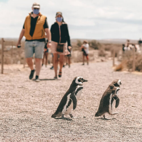 Punta Tombo shore tours para pasajeros que arriban en crucero a Puerto Madryn. By. Animal Travel