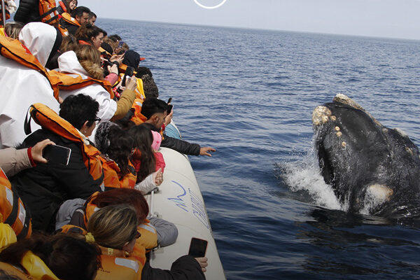 Salida grupal a Puerto Madryn desde Buenos Aires en 2025