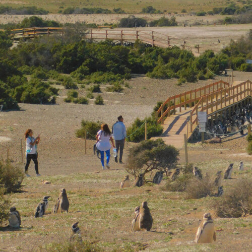 Punta Tombo con Trelew (MEF) - Image 13