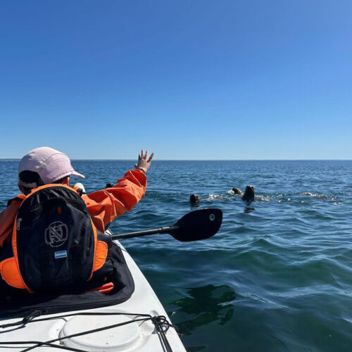Kayak con lobos