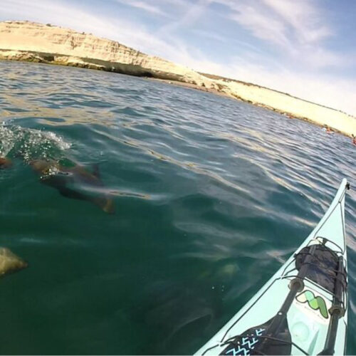 Kayak con lobos - Image 4