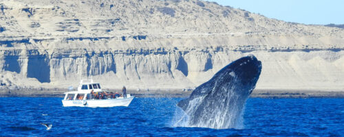 Solo Ballenas Esencial - Conexión y meditación - Image 7