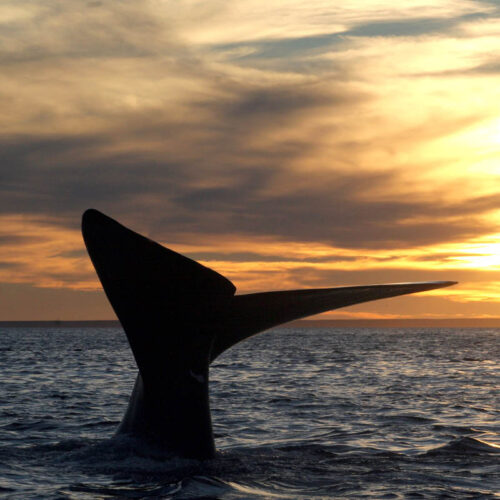 Solo Ballenas Esencial - Conexión y meditación - Image 2