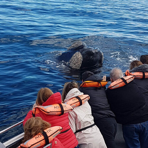 Solo Ballenas Esencial - Conexión y meditación - Image 3