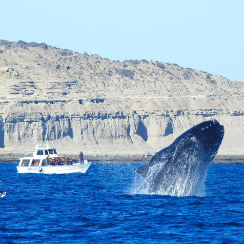 Solo Ballenas Esencial - Conexión y meditación - Image 4