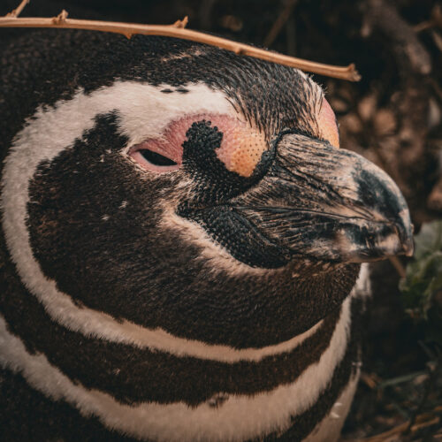 Aventura Valdés: Fotografía de Naturaleza - Image 6