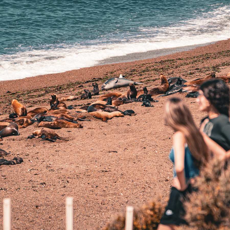 Punta Tombo con Isla Escondida