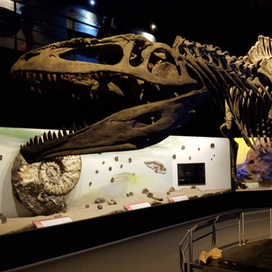 Punta Tombo con Trelew (MEF)