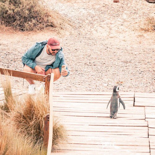 Punta Tombo con Gaiman