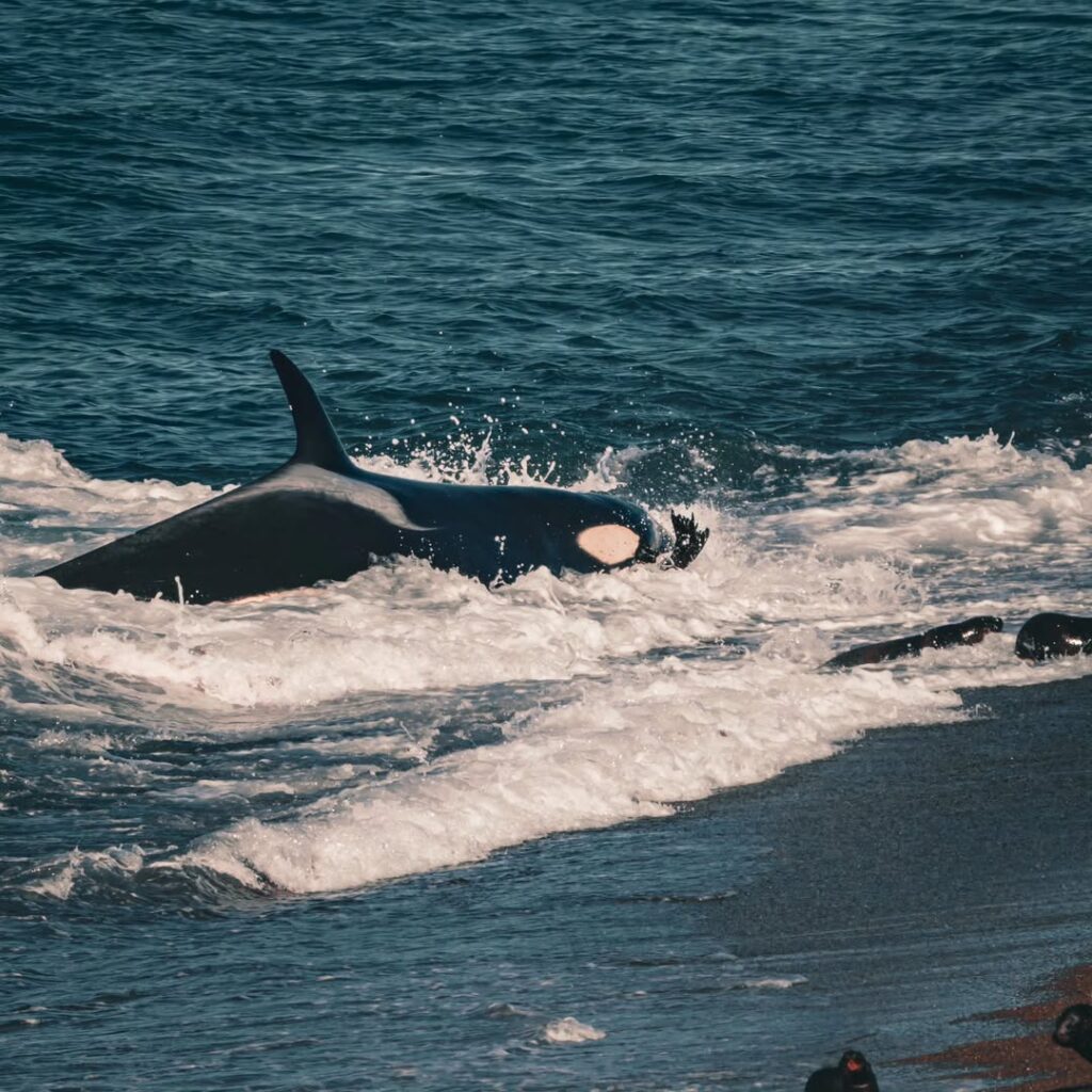 Orcas en Punta Norte/Caleta Valdes