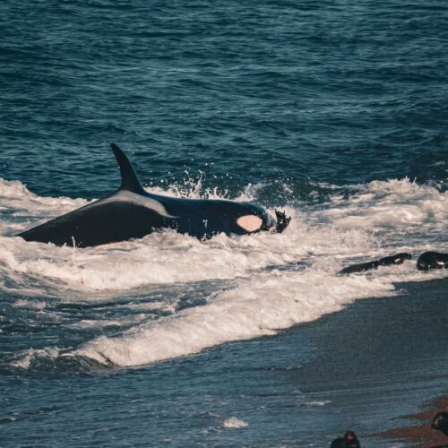 Orcas en Punta Norte/Caleta Valdes