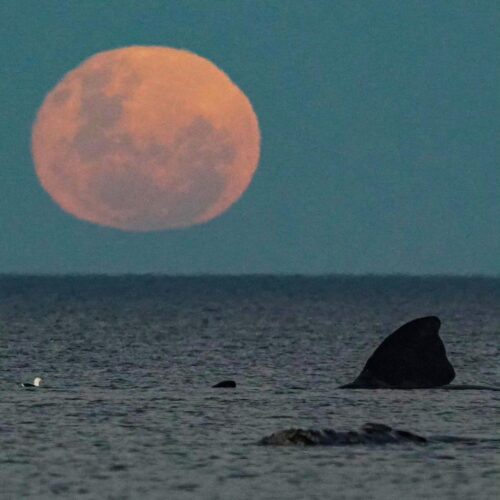 Ballenas en Playa El Doradillo al Atardecer & Luna Llena