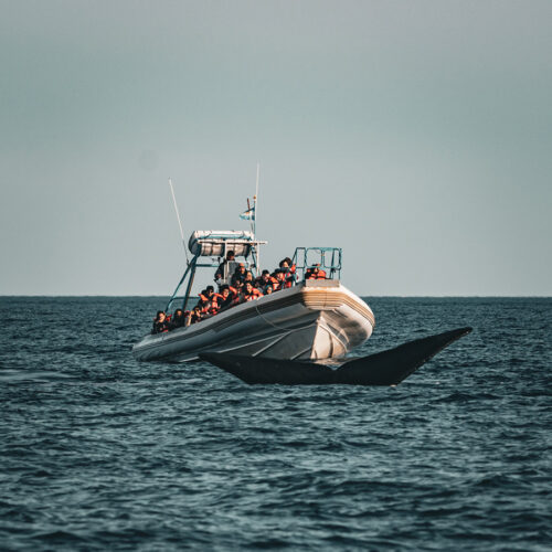 Avistaje de Ballenas Tradicional