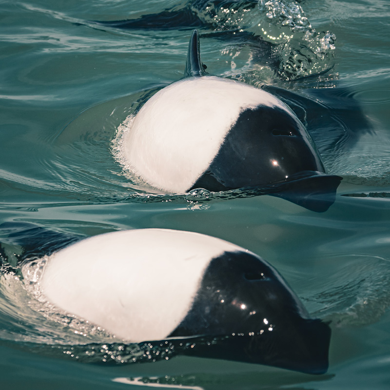 Isla Escondida con Delfín Patagónico