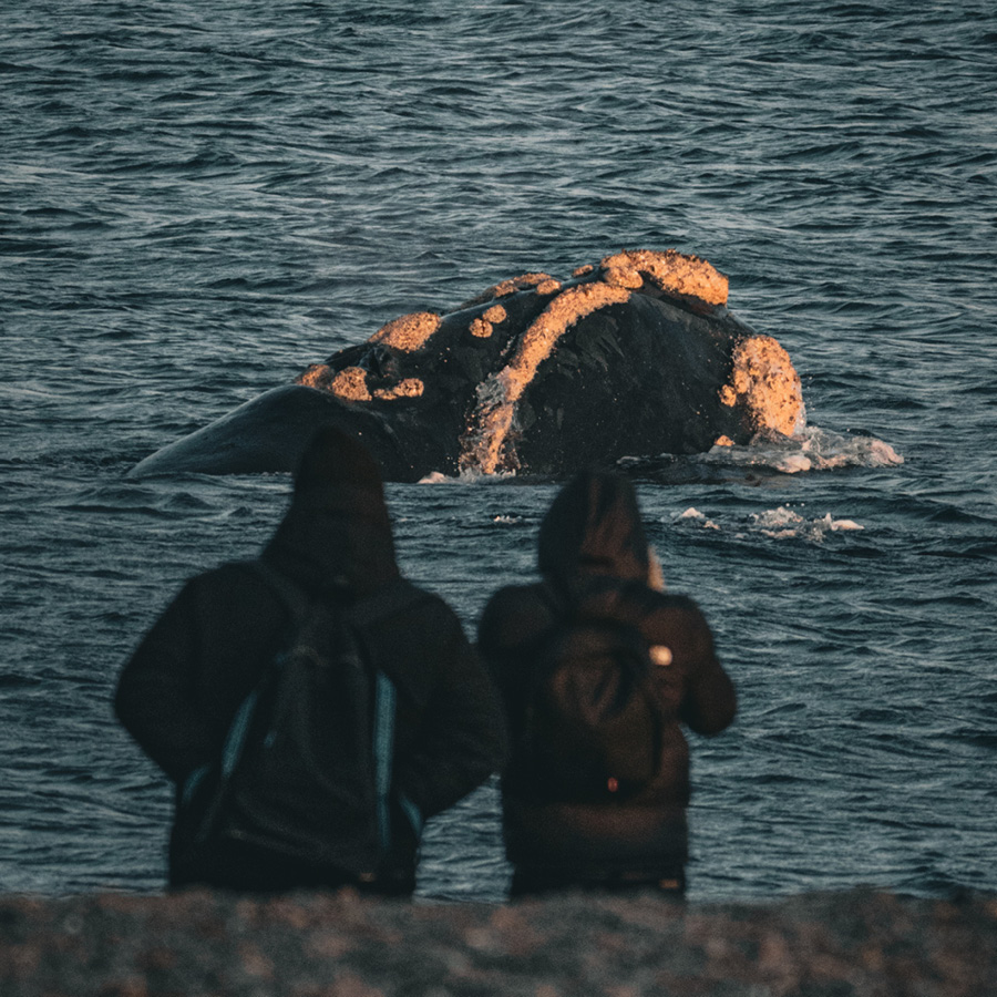 Ballenas en Playa Doradillo con city tour