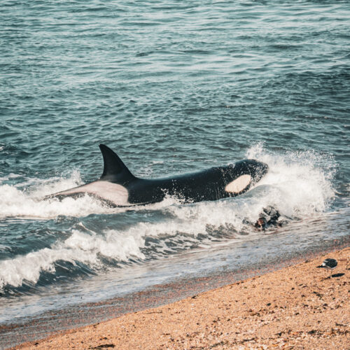 Orcas en Punta Norte/Caleta Valdes