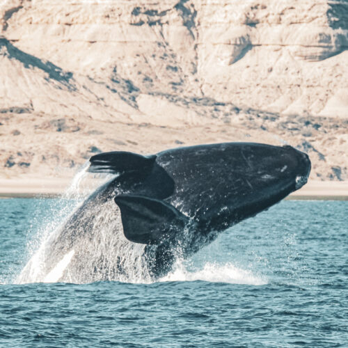 Paquete 1: Inmersión Ballena Franca con traslados y excursiones