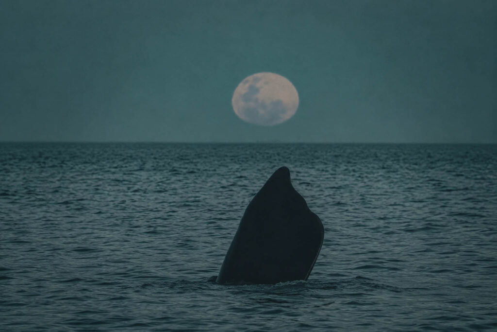 Luna Llena en El Doradillo, Puerto Madryn