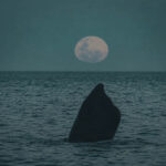 Luna Llena en El Doradillo, Puerto Madryn